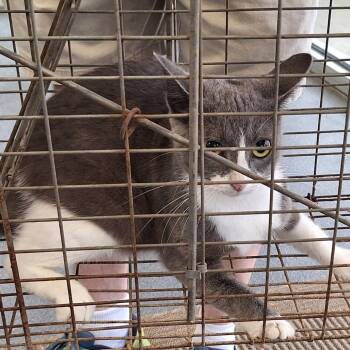 Domestic Short Hair Cats Available for Adoption in Montgomery, Alabama - Smokey | PetCurious