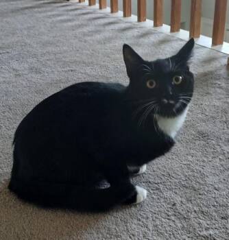 Peeps -  Domestic Short Hair Cat for Adoption - Peeps | PetCurious