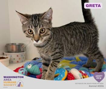Greta -  Domestic Short Hair Cat for Adoption in Eighty Four, Pennsylvania - Greta | PetCurious