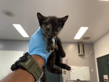 A1935241 -  Domestic Short Hair Cat for Adoption in Thousand Palms, California - A1935241 | PetCurious