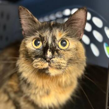 Jennifurr -  Domestic Medium Hair Cat for Adoption in Lake Jackson, Texas - Jennifurr | PetCurious