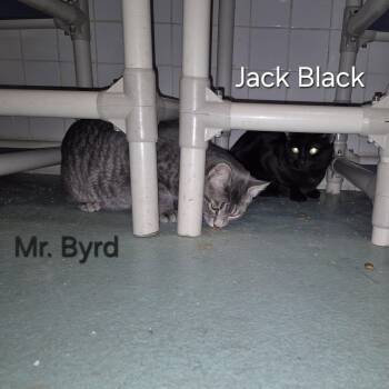 Domestic Short Hair Cats Available for Adoption - Jack Black & Mr Byrd | PetCurious