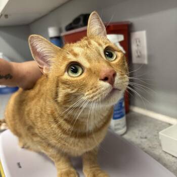 Domestic Short Hair Cats Available for Adoption in Spokane, Washington - Toulouse | PetCurious