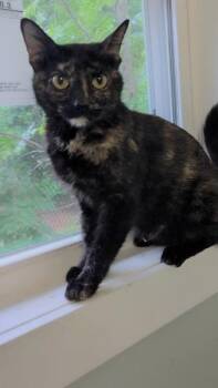 Lillie -  Domestic Short Hair Cat for Adoption in Madison, Georgia - Lillie | PetCurious