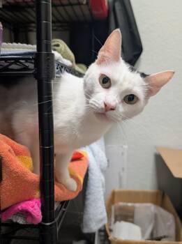 Silver Spring -  Domestic Short Hair Cat for Adoption in Palm Harbor, Florida - Silver Spring | PetCurious