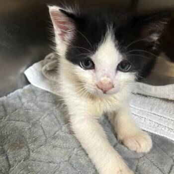 NEMO -  Domestic Short Hair Cat for Adoption in Richmond, California - NEMO | PetCurious