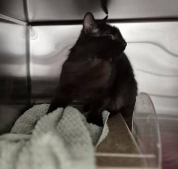 Domestic Long Hair Cats Available for Adoption in Lawrenceville, Georgia - Fb9 D | PetCurious