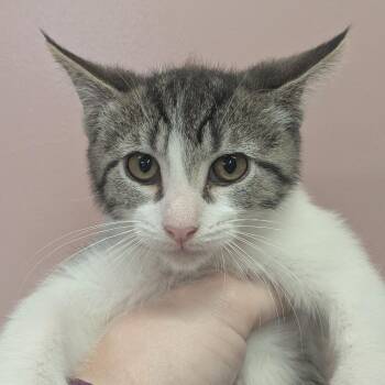 Muenster -  Domestic Short Hair Cat for Adoption in Huntsville, Arkansas - Muenster | PetCurious
