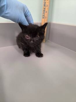 Rescue Domestic Short Hair Cats for Adoption in Athens, Tennessee - Bart | PetCurious