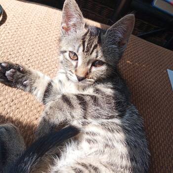 Cherry Garcia -  Tabby Cat for Adoption in Muncie, Indiana - Cherry Garcia | PetCurious