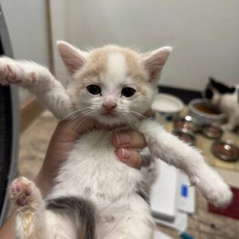 Summer Camp -  Domestic Short Hair Cat for Adoption in Pekin, Illinois - Summer Camp | PetCurious