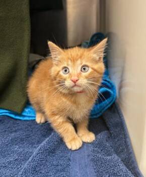 Ethel -  Domestic Short Hair Cat for Adoption in Westland, Michigan - Ethel | PetCurious
