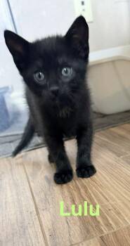 Lulu -  American Shorthair and Domestic Short Hair Cat for Adoption in Richardson, Texas - Lulu | PetCurious