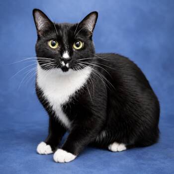 Ghost -  Domestic Short Hair Cat for Adoption in Valdosta, Georgia - Ghost | PetCurious