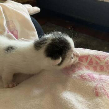 Domino -  Domestic Short Hair Cat Available for Adoption in Bentonville, Arkansas - Domino | PetCurious