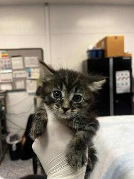 PHEONIX -  Domestic Short Hair Cat for Adoption in Thousand Palms, California - PHEONIX | PetCurious