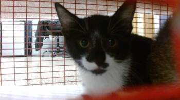 HELENA -  Domestic Short Hair Cat Available for Adoption in Doral, Florida - HELENA | PetCurious