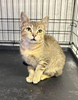 Huckleberry -  Domestic Short Hair Cat for Adoption in Lincoln, Nebraska - Huckleberry | PetCurious