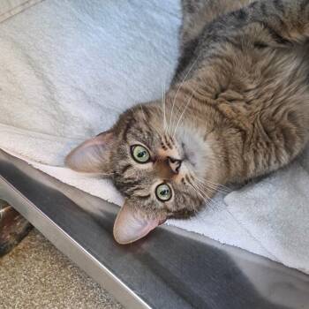 Domestic Short Hair Cats Available for Adoption in Chicago, Illinois - Fall Harvey | PetCurious