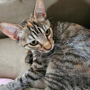 Lady Miriam -  Domestic Short Hair Cat for Adoption in Baker City, Oregon - Lady Miriam | PetCurious