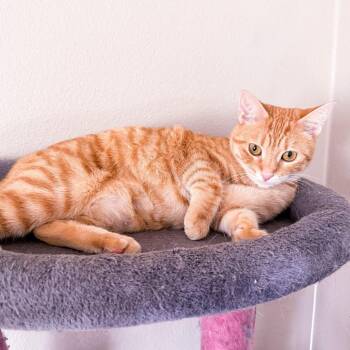 American Shorthair Cats Available for Adoption - Mira | PetCurious