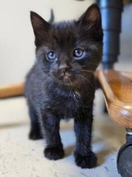 Domestic Short Hair Cats Available for Adoption in Barron, Wisconsin - Breeze | PetCurious