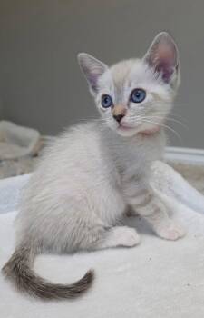 Juliet -  Siamese and Domestic Short Hair Cat for Adoption in Campbell, California - Juliet | PetCurious