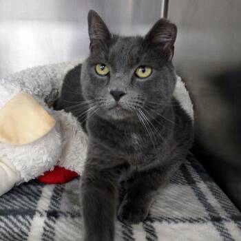 Waffles -  Domestic Short Hair Cat for Adoption in Beaumont, Texas - Waffles | PetCurious