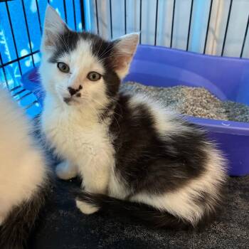 Spicy Nacho -  Domestic Medium Hair Cat for Adoption in Mondovi, Wisconsin - Spicy Nacho | PetCurious