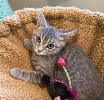 Penny Rice -  Domestic Short Hair Cat for Adoption in Midland, Virginia - Penny Rice | PetCurious