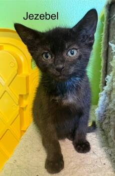 Rescue Domestic Short Hair Cats for Adoption in Bellevue, Nebraska - Jezebel | PetCurious