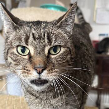 Tabby Cats Available for Adoption in Huntington, New York - Winston | PetCurious
