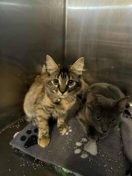 Rescue Torbie and Domestic Medium Hair Cats for Adoption in Antioch, California - Maudette | PetCurious