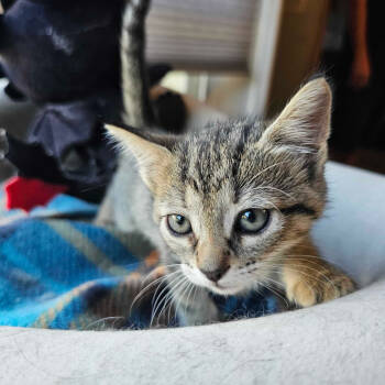 Rescue Domestic Short Hair Cats for Adoption in Escondido, California - Boots | PetCurious