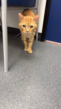 Blinky -  Domestic Short Hair Cat for Adoption in Las Vegas, Nevada - Blinky | PetCurious