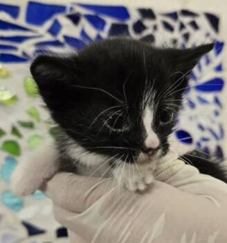 Domestic Short Hair Cats Available for Adoption in Pensacola, Florida - SOOKIE | PetCurious