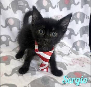 Sergio -  Domestic Short Hair Cat for Adoption in Hudson, New Hampshire - Sergio | PetCurious
