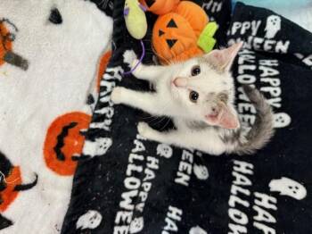 Rescue Domestic Short Hair Cats for Adoption - Vela | PetCurious