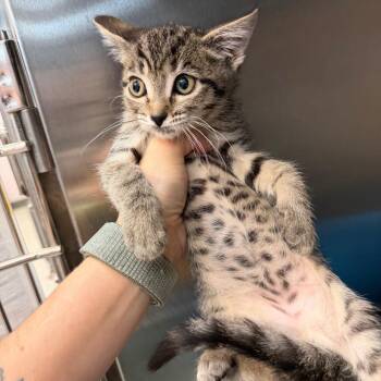 Twyla -  Domestic Short Hair Cat for Adoption in Port Charlotte, Florida - Twyla | PetCurious