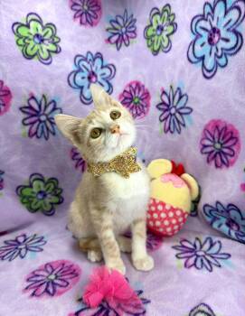 Lucy -  Tabby Cat Available for Adoption in Tavares, Florida - Lucy | PetCurious