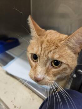 Domestic Short Hair Cats Available for Adoption - Sunflower20619 | PetCurious
