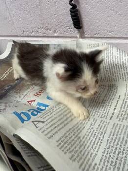 TIMMY -  Domestic Short Hair Cat for Adoption in Jacksonville, Florida - TIMMY | PetCurious