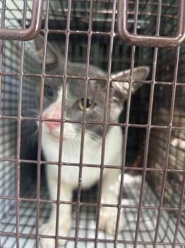 A659228 -  Domestic Short Hair Cat for Adoption in Houston, Texas - A659228 | PetCurious