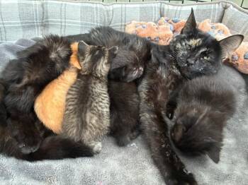 Domestic Short Hair Cats Available for Adoption in Arthur, Ontario - Lyra | PetCurious