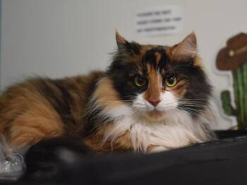 Milli -  Domestic Medium Hair Cat for Adoption in Portland, Oregon - Milli | PetCurious