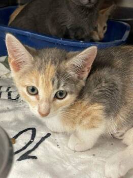 Cherish -  Domestic Short Hair Cat Available for Adoption in Jackson, Louisiana - Cherish | PetCurious
