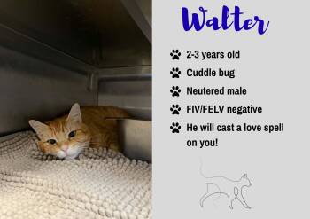 Walter -  Domestic Short Hair Cat for Adoption in Junction City, Kansas - Walter | PetCurious