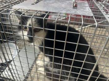 Domestic Short Hair Cats Available for Adoption in Houston, Texas - A654883 | PetCurious