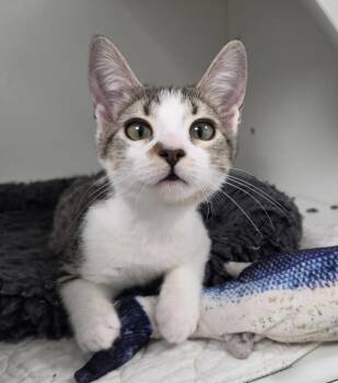 Captain Cold -  Domestic Short Hair Cat for Adoption in INDN HBR BCH, Florida - Captain Cold | PetCurious