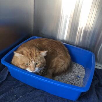 William -  Domestic Short Hair Cat for Adoption in Burlington, Ontario - William | PetCurious